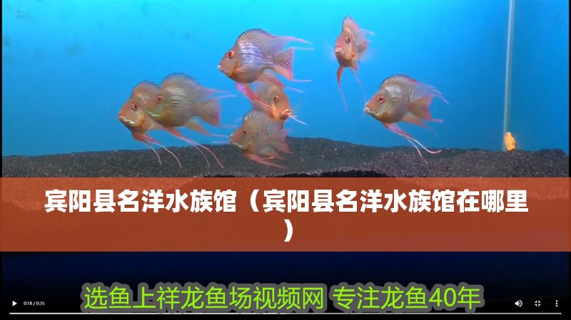 賓陽縣名洋水族館（賓陽縣名洋水族館在哪里）