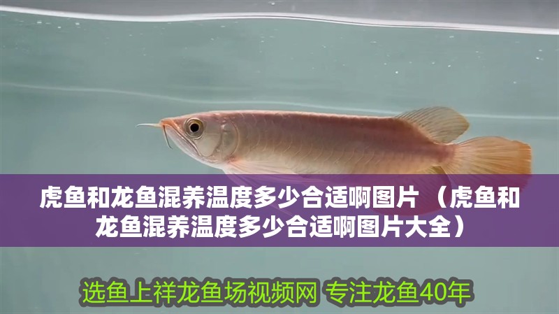 虎魚和龍魚混養(yǎng)溫度多少合適啊圖片 （虎魚和龍魚混養(yǎng)溫度多少合適啊圖片大全）