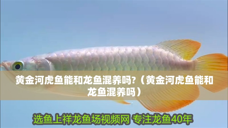 黃金河虎魚能和龍魚混養(yǎng)嗎?（黃金河虎魚能和龍魚混養(yǎng)嗎）