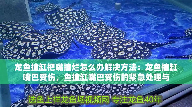 龍魚撞缸把嘴撞爛怎么辦解決方法：龍魚撞缸嘴巴受傷，魚撞缸嘴巴受傷的緊急處理與
