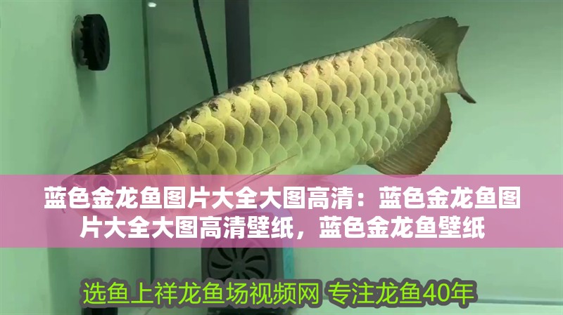 藍色金龍魚圖片大全大圖高清：藍色金龍魚圖片大全大圖高清壁紙，藍色金龍魚壁紙 藍色金龍魚圖片大全大圖高清：藍色金龍魚圖片大全大圖高清壁紙，藍色金龍魚壁紙 水族問答