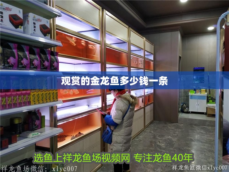 觀賞的金龍魚多少錢一條