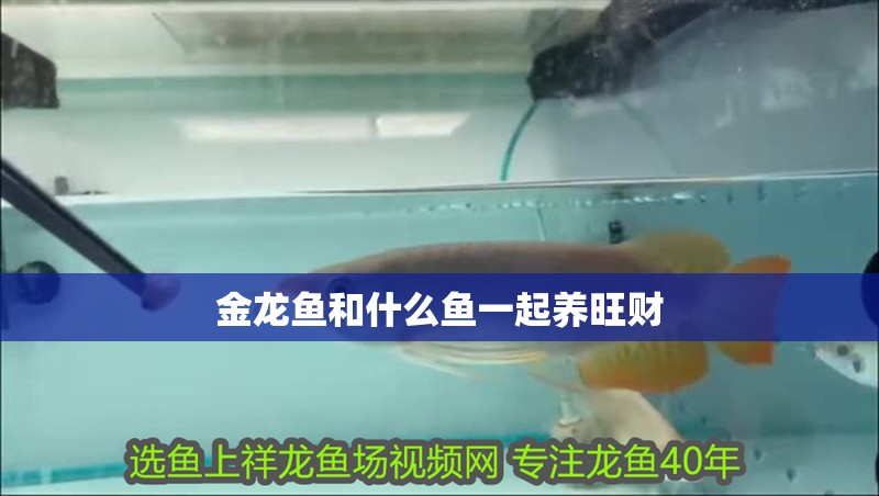 金龍魚和什么魚一起養旺財