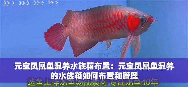 元寶鳳凰魚混養水族箱布置：元寶鳳凰魚混養的水族箱如何布置和管理 元寶鳳凰魚混養水族箱布置：元寶鳳凰魚混養的水族箱如何布置和管理 元寶鳳凰魚百科 第1張