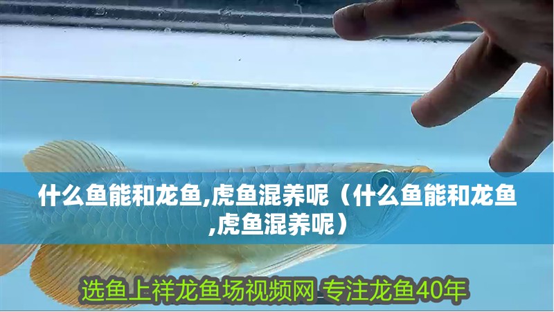 什么魚能和龍魚,虎魚混養呢（什么魚能和龍魚,虎魚混養呢）