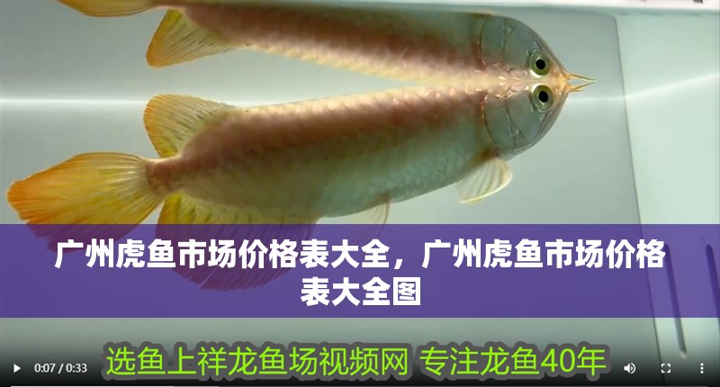 廣州虎魚市場價格表大全，廣州虎魚市場價格表大全圖