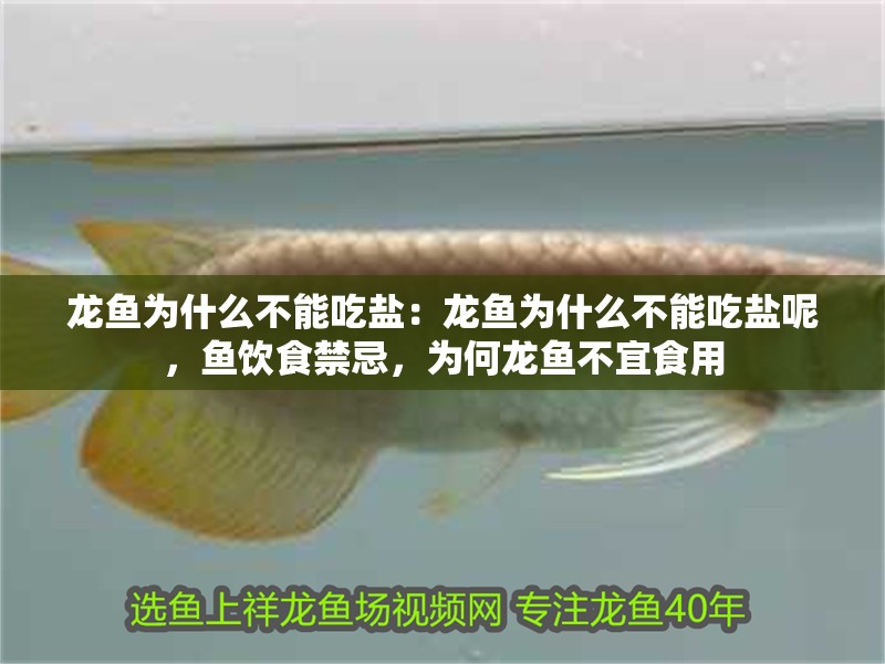 龍魚為什么不能吃鹽：龍魚為什么不能吃鹽呢，魚飲食禁忌，為何龍魚不宜食用
