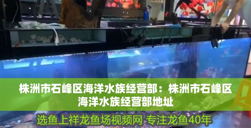 株洲市石峰區海洋水族經營部：株洲市石峰區海洋水族經營部地址