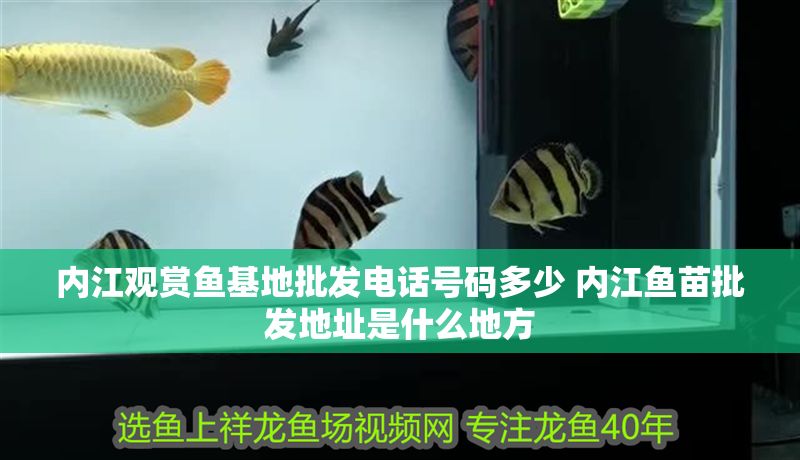 內(nèi)江觀賞魚(yú)基地批發(fā)電話號(hào)碼多少 內(nèi)江魚(yú)苗批發(fā)地址是什么地方