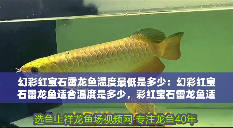 幻彩紅寶石雷龍魚溫度最低是多少：幻彩紅寶石雷龍魚適合溫度是多少，彩紅寶石雷龍魚適宜水溫范圍
