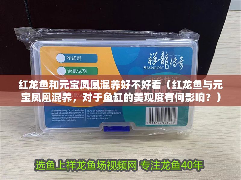 紅龍魚和元寶鳳凰混養好不好看（紅龍魚與元寶鳳凰混養，對于魚缸的美觀度有何影響？）