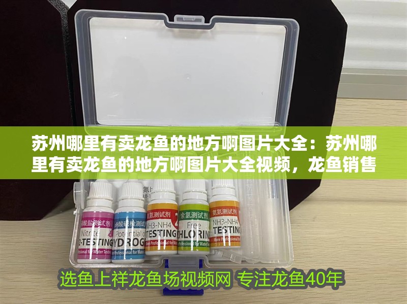 蘇州哪里有賣龍魚的地方啊圖片大全：蘇州哪里有賣龍魚的地方啊圖片大全視頻，龍魚銷售指南，探索當地市場與
