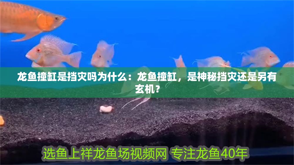 龍魚撞缸是擋災嗎為什么：龍魚撞缸，是神秘擋災還是另有玄機？