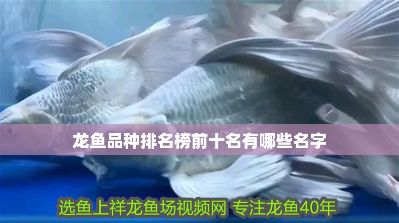 龍魚品種排名榜前十名有哪些名字