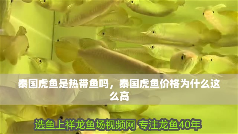 泰國虎魚是熱帶魚嗎，泰國虎魚價格為什么這么高 泰國虎魚是熱帶魚嗎，泰國虎魚價格為什么這么高 虎魚百科