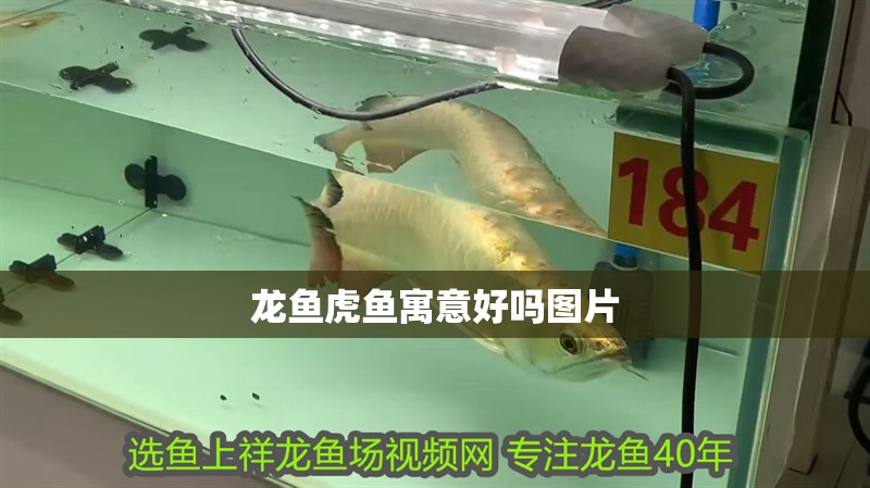 龍魚虎魚寓意好嗎圖片