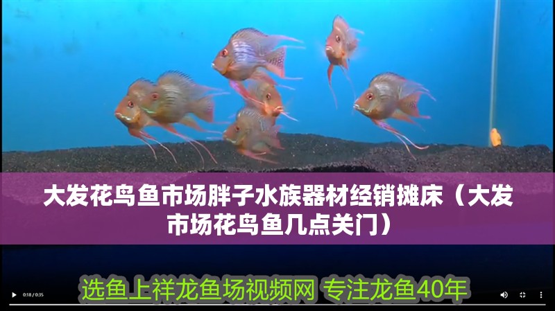 大發花鳥魚市場胖子水族器材經銷攤床（大發市場花鳥魚幾點關門）