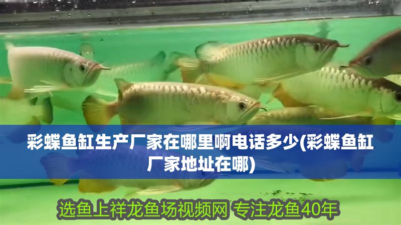 彩蝶魚缸生產廠家在哪里啊電話多少(彩蝶魚缸廠家地址在哪)