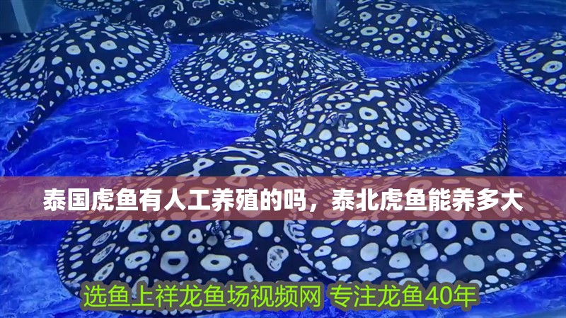 泰國虎魚有人工養(yǎng)殖的嗎，泰北虎魚能養(yǎng)多大