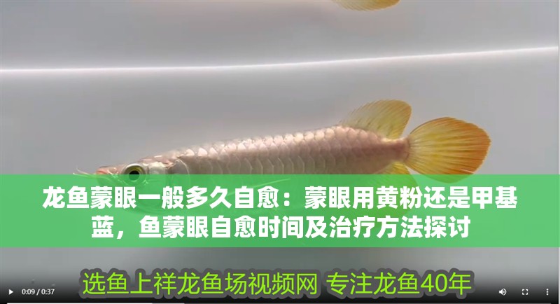 龍魚蒙眼一般多久自愈：蒙眼用黃粉還是甲基藍，魚蒙眼自愈時間及治療方法探討