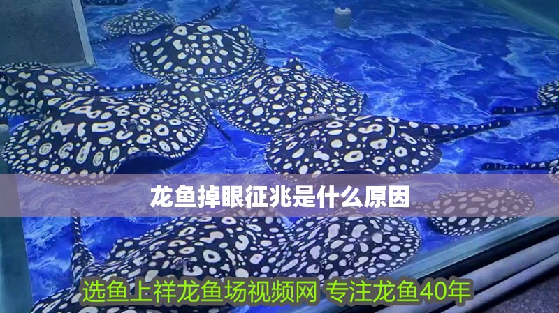 龍魚掉眼征兆是什么原因