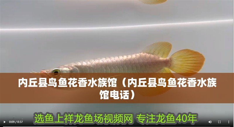 內丘縣鳥魚花香水族館（內丘縣鳥魚花香水族館電話）