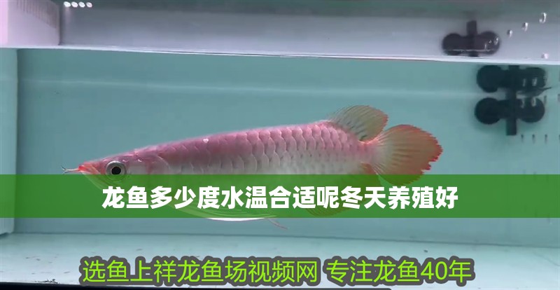 龍魚多少度水溫合適呢冬天養(yǎng)殖好