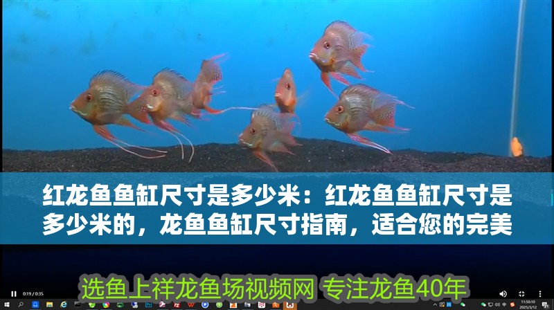 紅龍魚魚缸尺寸是多少米：紅龍魚魚缸尺寸是多少米的，龍魚魚缸尺寸指南，適合您的完美