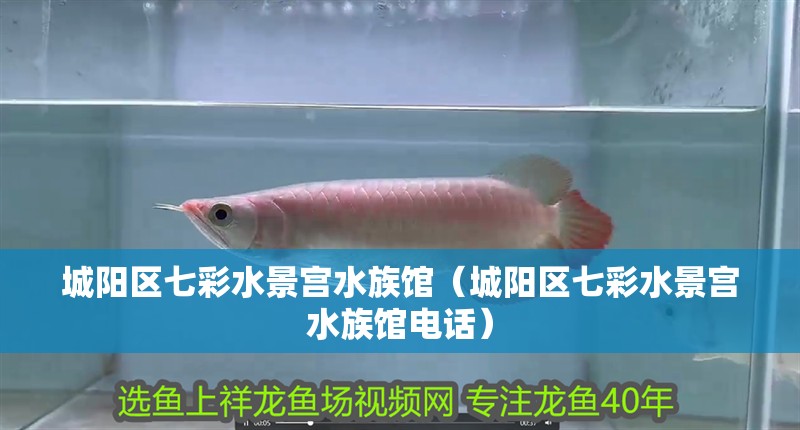城陽(yáng)區(qū)七彩水景宮水族館（城陽(yáng)區(qū)七彩水景宮水族館電話）