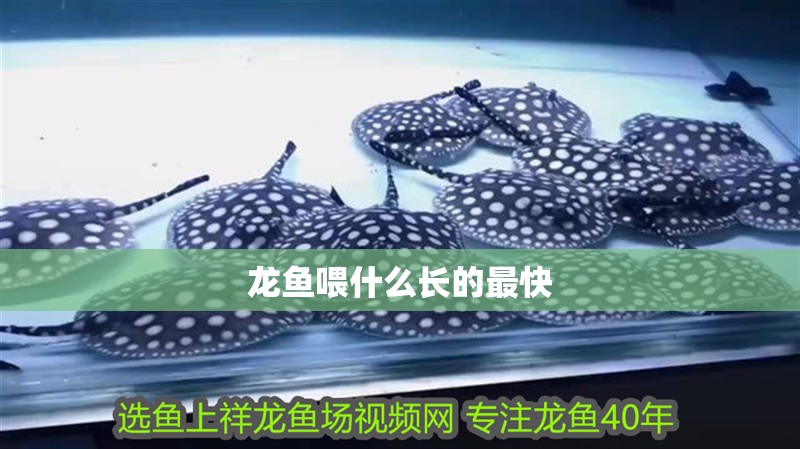 龍魚喂什么長的最快