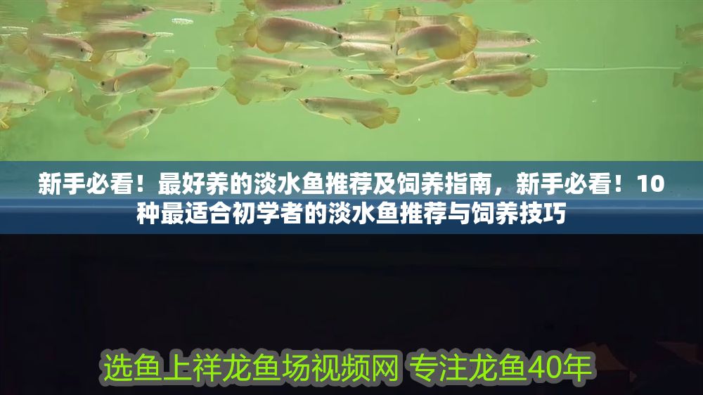 新手必看！最好養的淡水魚推薦及飼養指南，新手必看！10種最適合初學者的淡水魚推薦與飼養技巧
