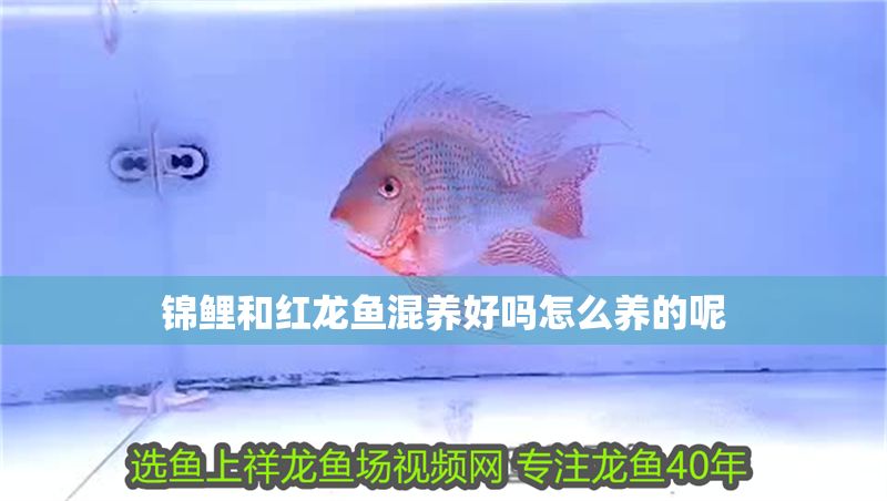 錦鯉和紅龍魚混養(yǎng)好嗎怎么養(yǎng)的呢
