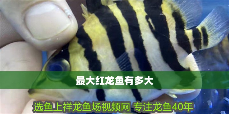 最大紅龍魚有多大