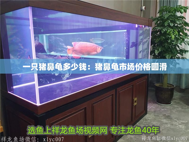 一只豬鼻龜多少錢：豬鼻龜市場價格圓滑