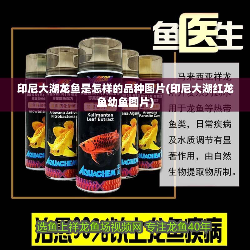 印尼大湖龍魚是怎樣的品種圖片(印尼大湖紅龍魚幼魚圖片)