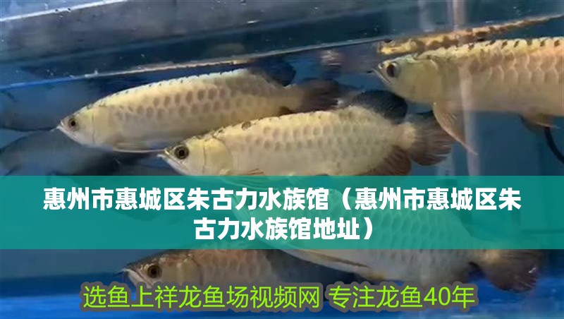 惠州市惠城區朱古力水族館（惠州市惠城區朱古力水族館地址）