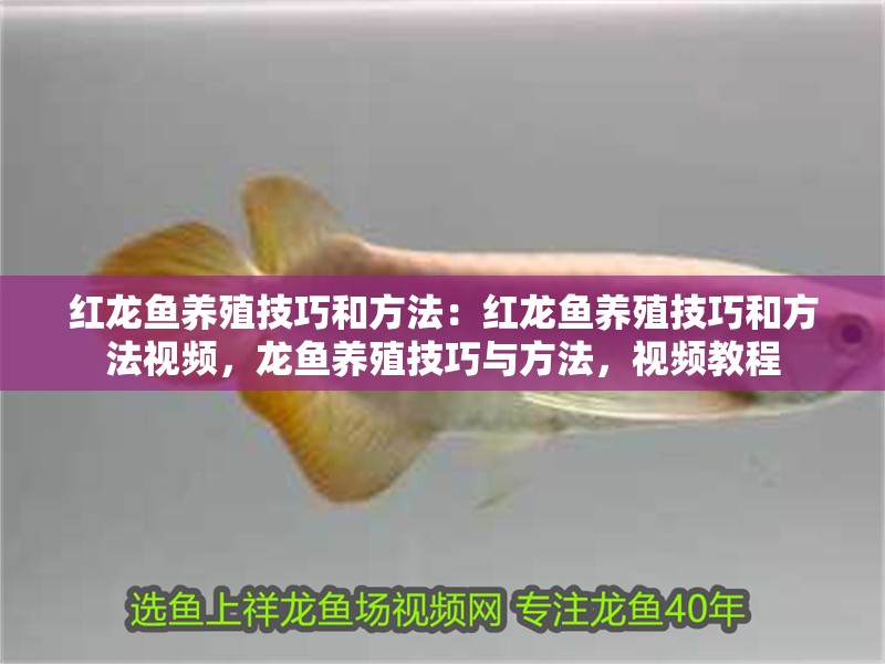 紅龍魚養殖技巧和方法：紅龍魚養殖技巧和方法視頻，龍魚養殖技巧與方法，視頻教程