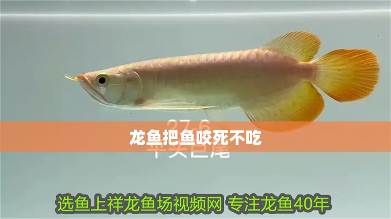 龍魚把魚咬死不吃