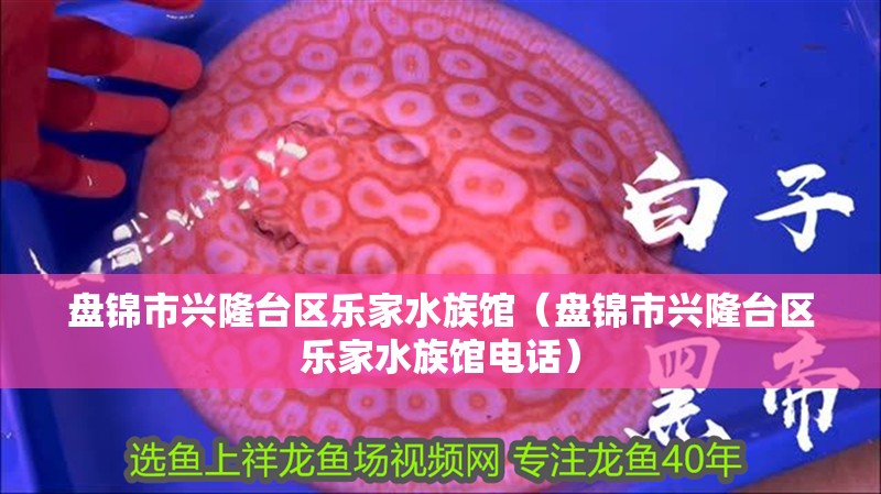 盤錦市興隆臺(tái)區(qū)樂家水族館（盤錦市興隆臺(tái)區(qū)樂家水族館電話）
