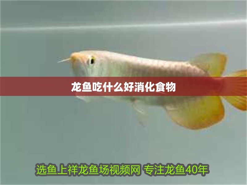 龍魚吃什么好消化食物
