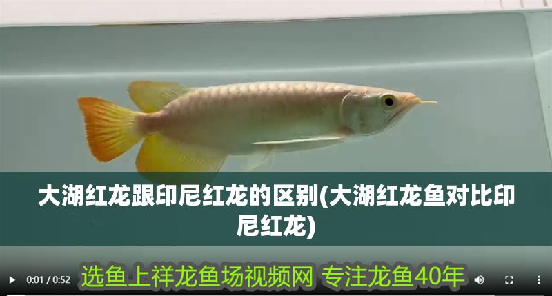 大湖紅龍跟印尼紅龍的區別(大湖紅龍魚對比印尼紅龍) 大湖紅龍跟印尼紅龍的區別(大湖紅龍魚對比印尼紅龍) 大湖紅龍魚百科 第1張