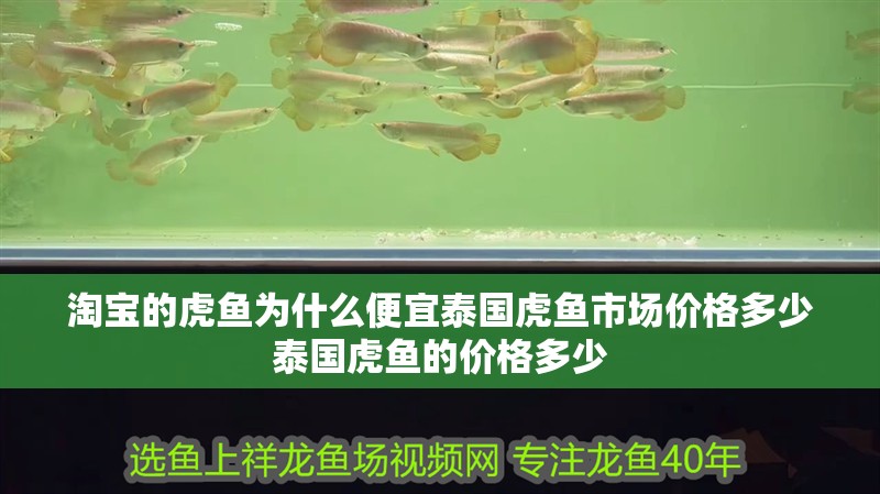淘寶的虎魚為什么便宜泰國虎魚市場價格多少泰國虎魚的價格多少
