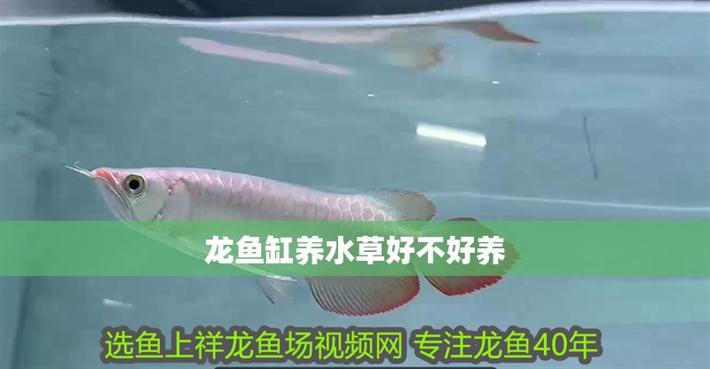 龍魚缸養水草好不好養