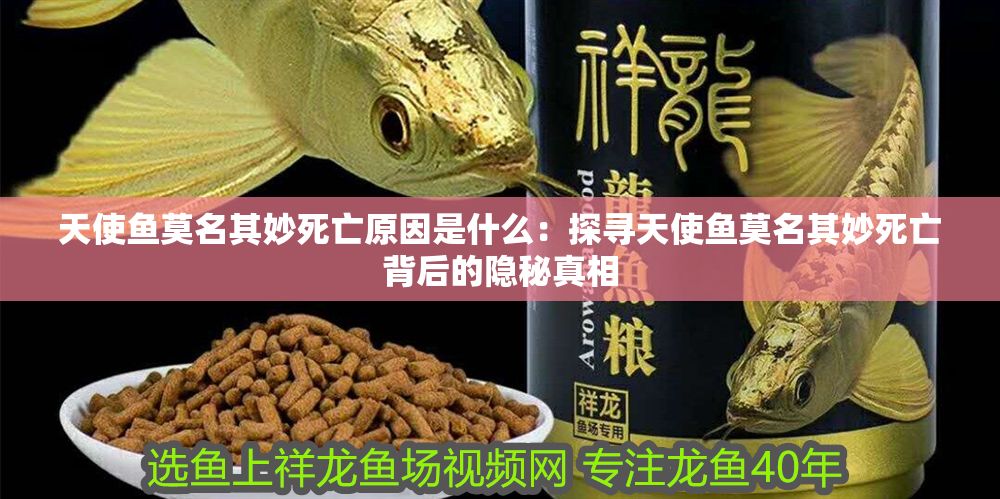 天使魚莫名其妙死亡原因是什么：探尋天使魚莫名其妙死亡背后的隱秘真相