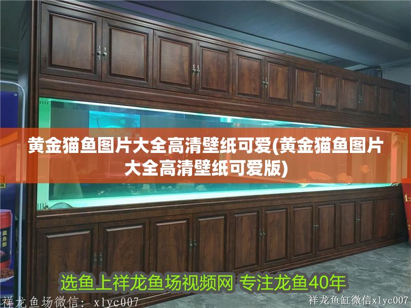 黃金貓魚圖片大全高清壁紙可愛(黃金貓魚圖片大全高清壁紙可愛版)