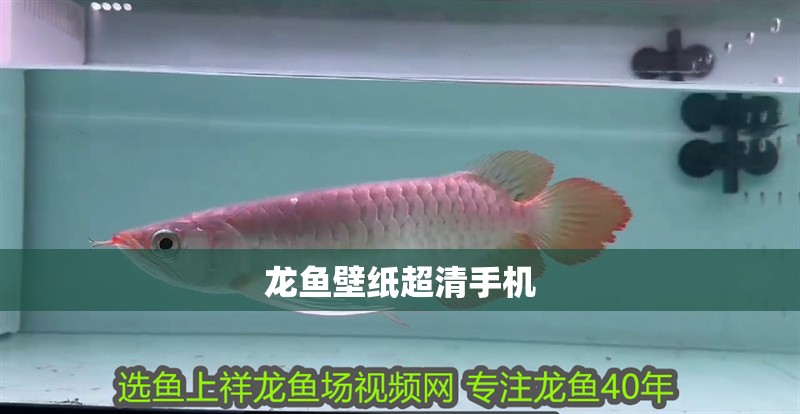 龍魚壁紙超清手機