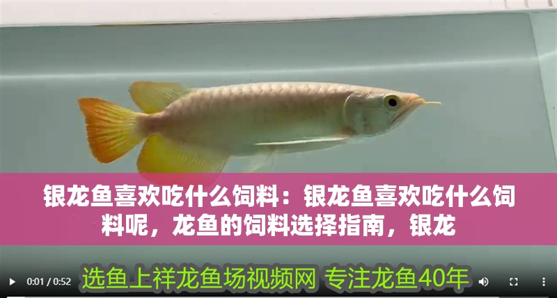 銀龍魚喜歡吃什么飼料：銀龍魚喜歡吃什么飼料呢，龍魚的飼料選擇指南，銀龍