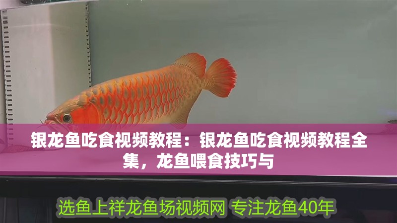 銀龍魚吃食視頻教程：銀龍魚吃食視頻教程全集，龍魚喂食技巧與