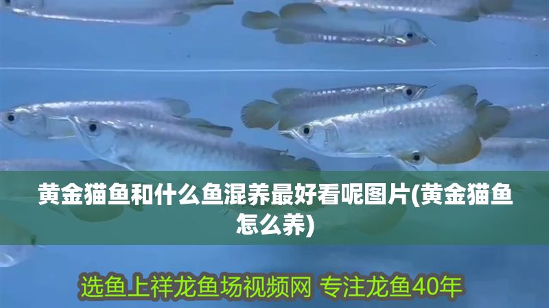 黃金貓魚和什么魚混養最好看呢圖片(黃金貓魚怎么養) 黃金貓魚和什么魚混養最好看呢圖片(黃金貓魚怎么養) 黃金貓魚百科 第1張
