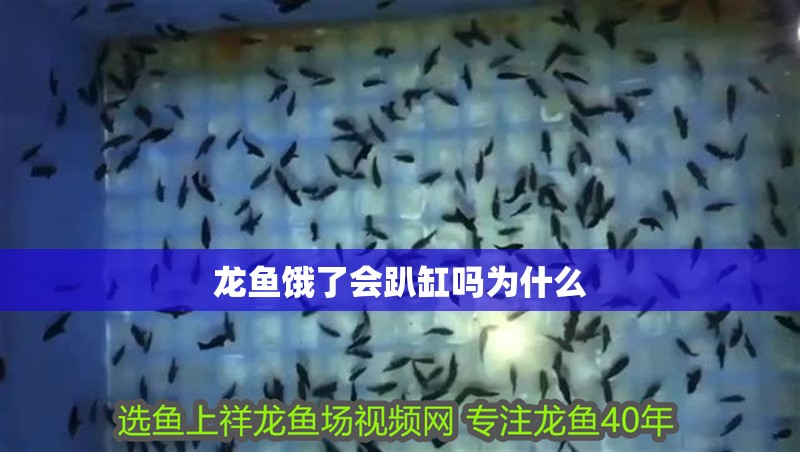 龍魚(yú)餓了會(huì)趴缸嗎為什么